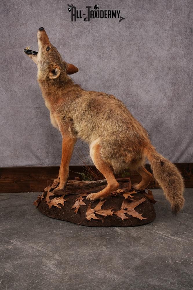 Howling Coyote Taxidermy Mount SKU 2454.1 - Image 9