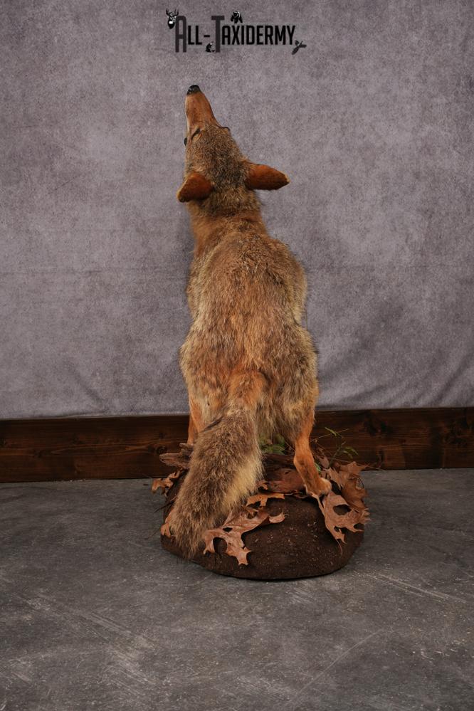 Howling Coyote Taxidermy Mount SKU 2454.1 - Image 8