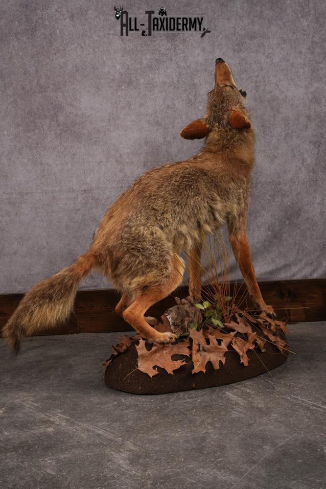 Howling Coyote Taxidermy Mount SKU 2454.1 - Image 7