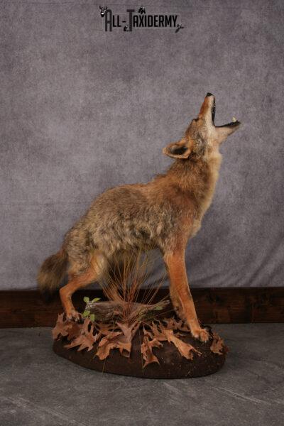 Coyote Catching A Bird Full Body Taxidermy Mount