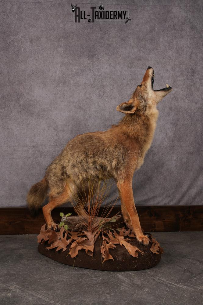 Howling Coyote Taxidermy Mount SKU 2454.1