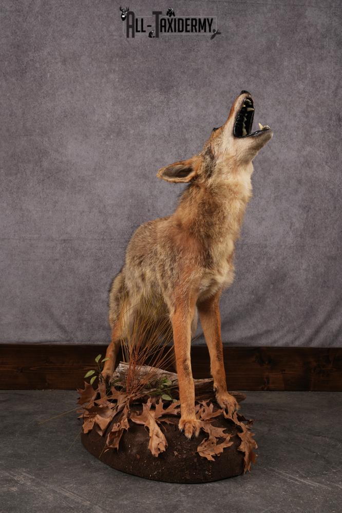 Sold at Auction: Howling Coyote Full Body Taxidermy Mount