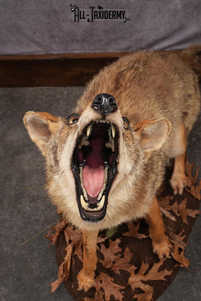 Howling Coyote Taxidermy Mount SKU 2454.1 - Image 5