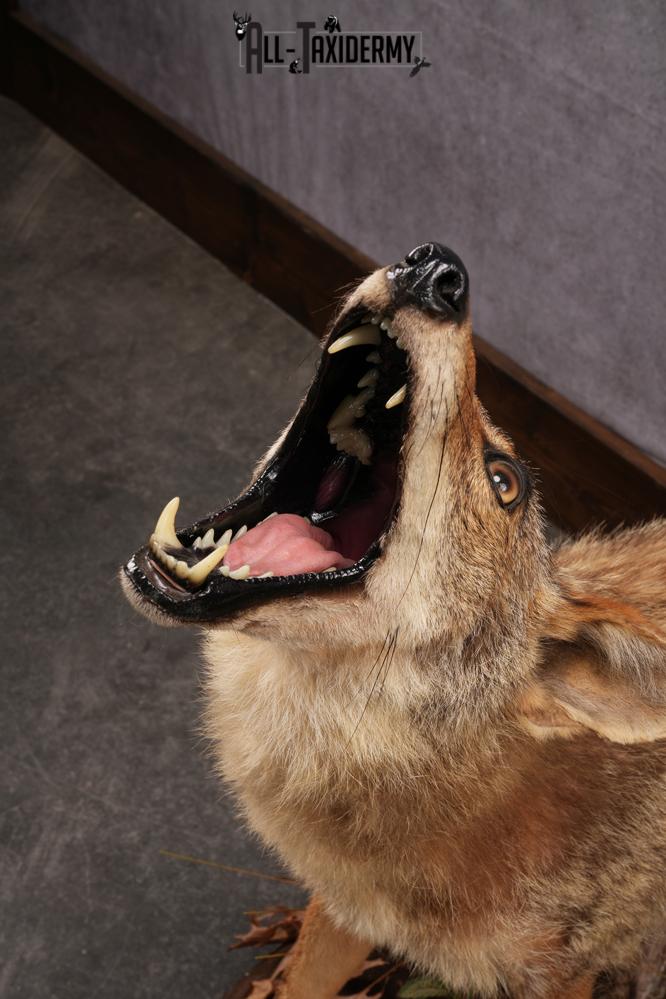 Howling Coyote Taxidermy Mount SKU 2454.1 - Image 4