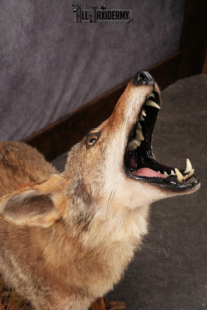 Howling Coyote Taxidermy Mount SKU 2454.1 - Image 3