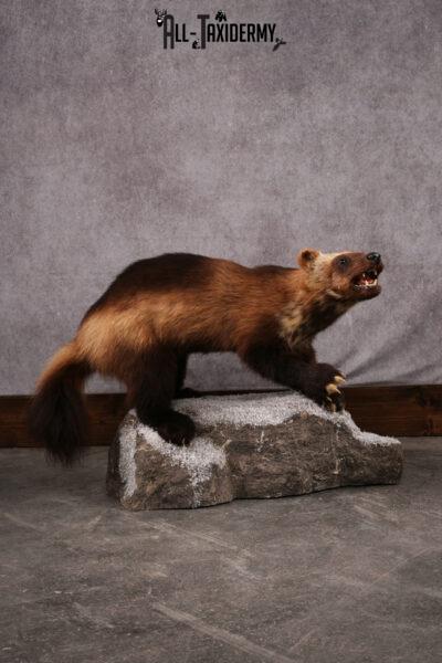 Wolverine taxidermy mount SKU 2580