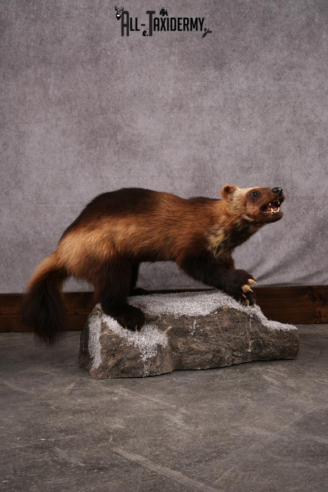 Wolverine taxidermy mount SKU 2580