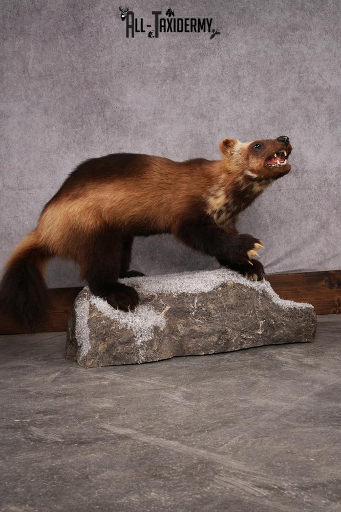 Wolverine taxidermy mount SKU 2580 - Image 14