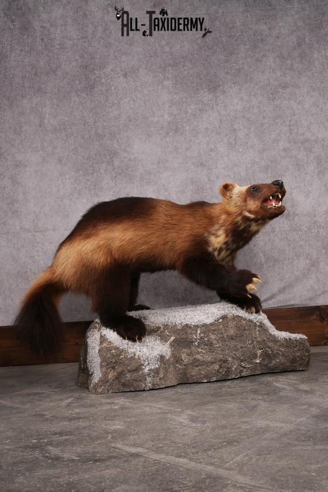 Wolverine taxidermy mount SKU 2580 - Image 13