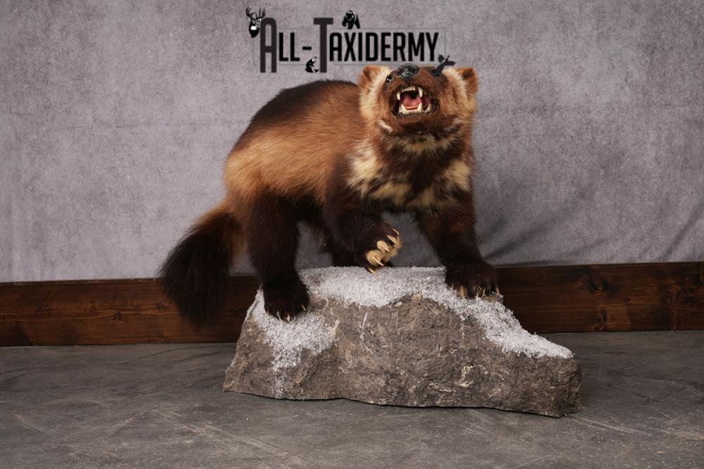 Wolverine taxidermy mount SKU 2580 - Image 12