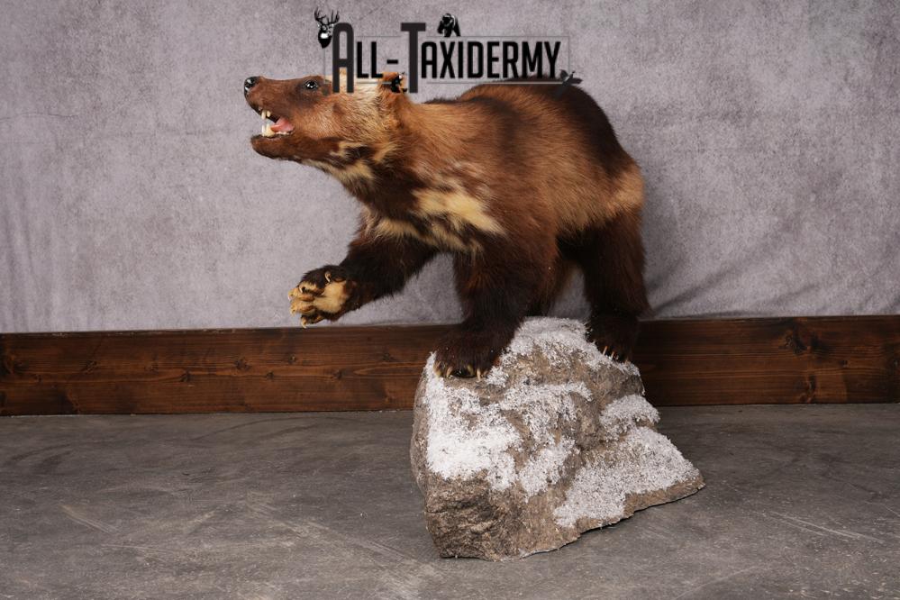 Wolverine taxidermy mount SKU 2580 - Image 11