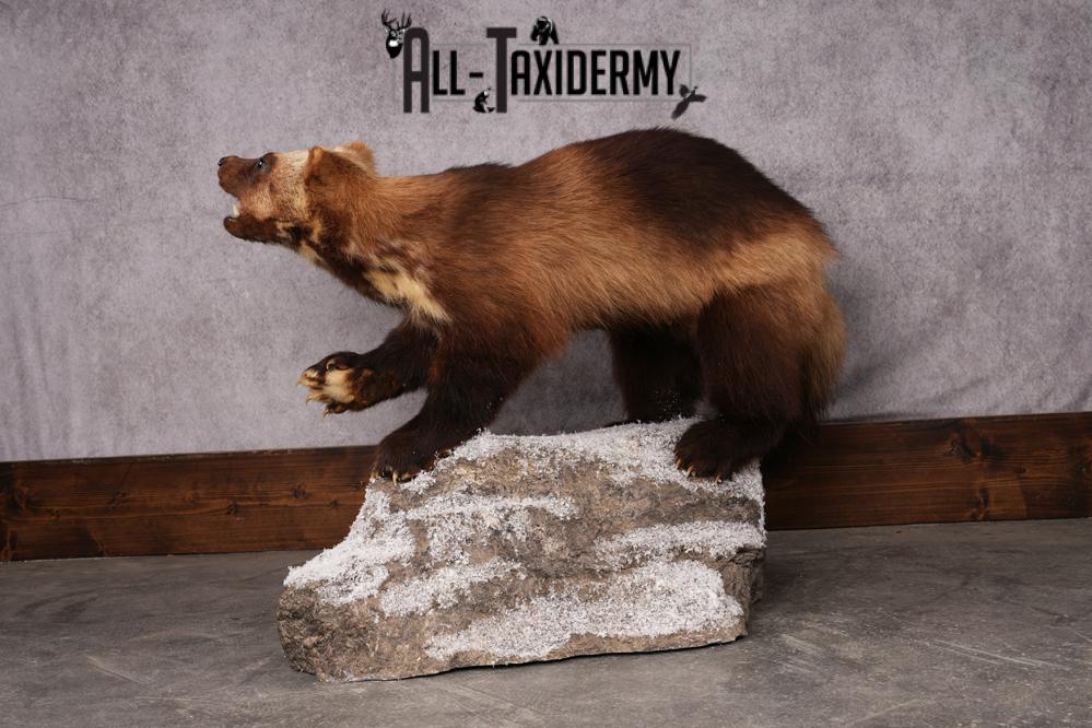 Wolverine taxidermy mount SKU 2580 - Image 10