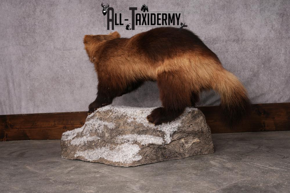 Wolverine taxidermy mount SKU 2580 - Image 9