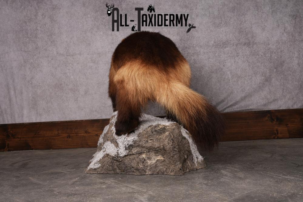 Wolverine taxidermy mount SKU 2580 - Image 8