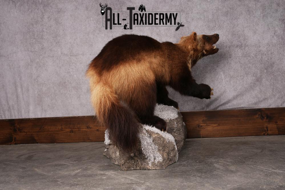 Wolverine taxidermy mount SKU 2580 - Image 7