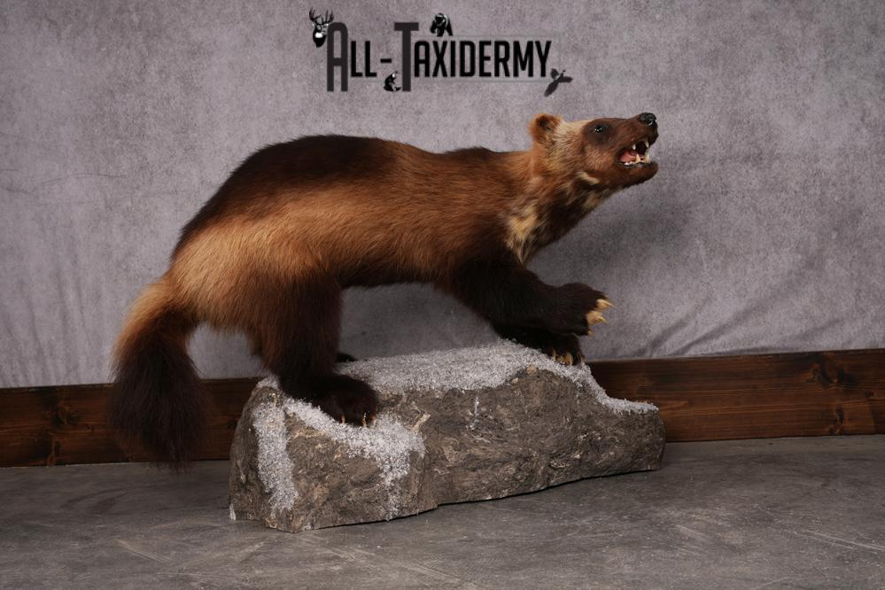 Wolverine taxidermy mount SKU 2580 - Image 6