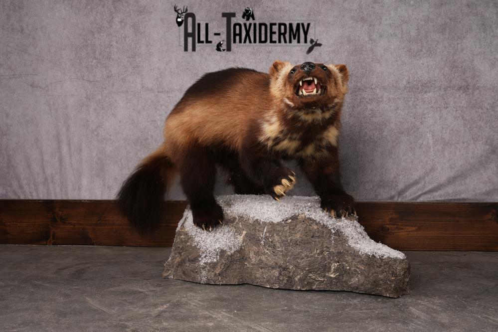 Wolverine taxidermy mount SKU 2580 - Image 5