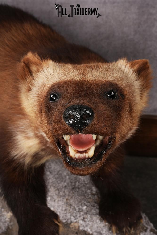Wolverine taxidermy mount SKU 2580 - Image 4