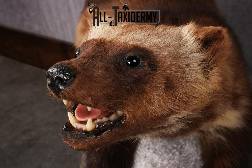 Wolverine taxidermy mount SKU 2580 - Image 3