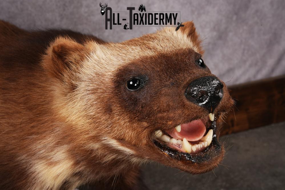 Wolverine taxidermy mount SKU 2580 - Image 2