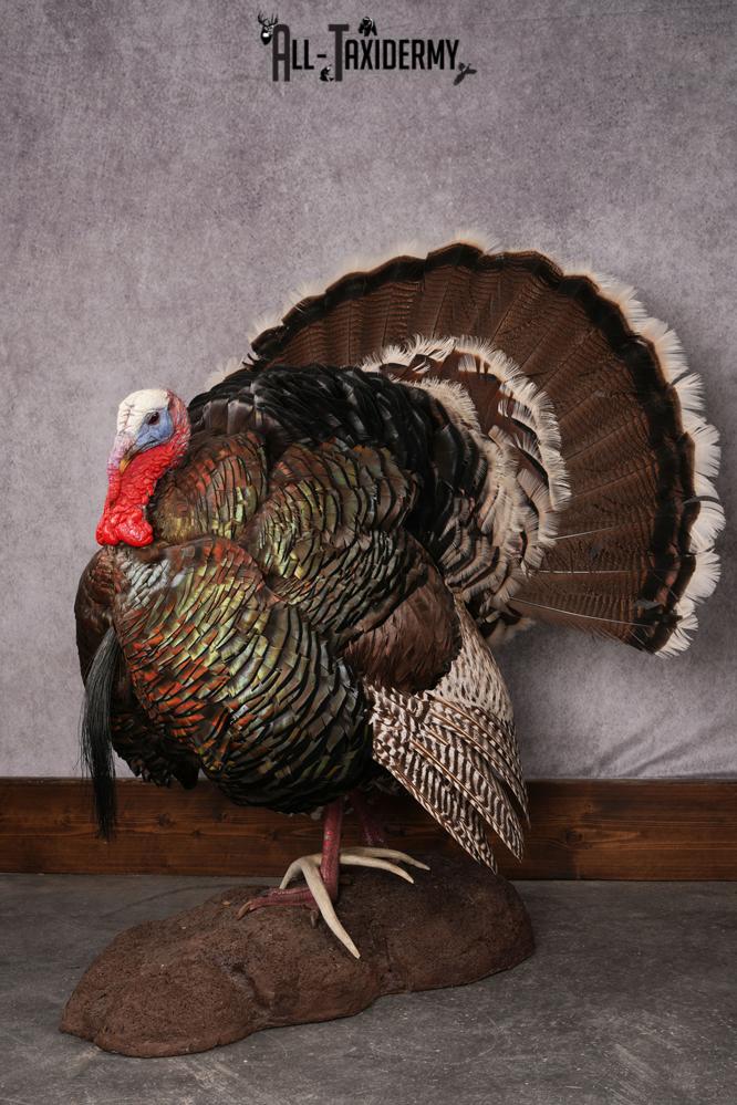 Merriam Turkey taxidermy mount SKU 2582 - Image 2