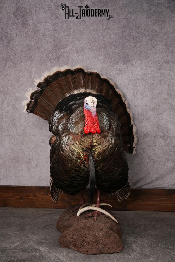 Merriam Turkey taxidermy mount SKU 2582 - Image 8