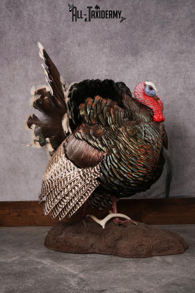 Merriam Turkey taxidermy mount SKU 2582 - Image 7