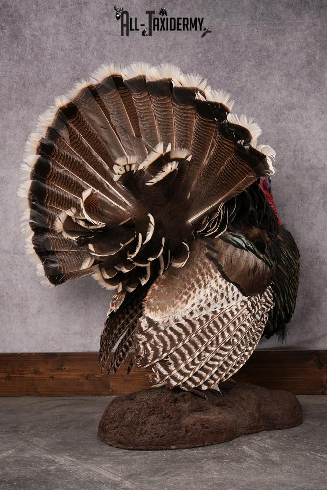 Merriam Turkey taxidermy mount SKU 2582 - Image 6