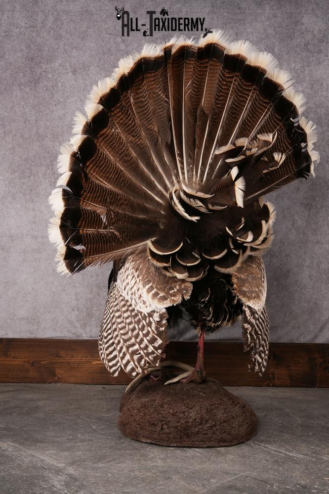 Merriam Turkey taxidermy mount SKU 2582 - Image 5