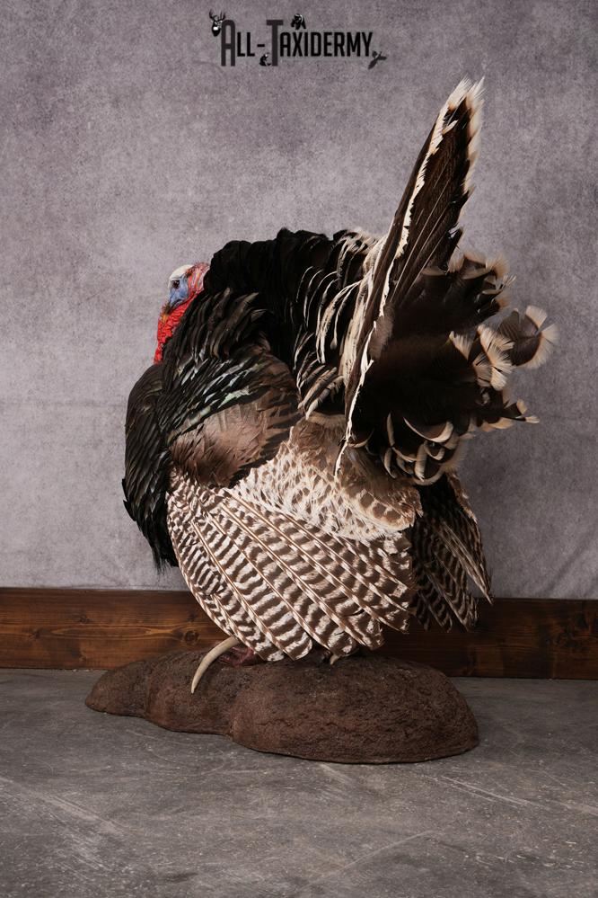Merriam Turkey taxidermy mount SKU 2582 - Image 4