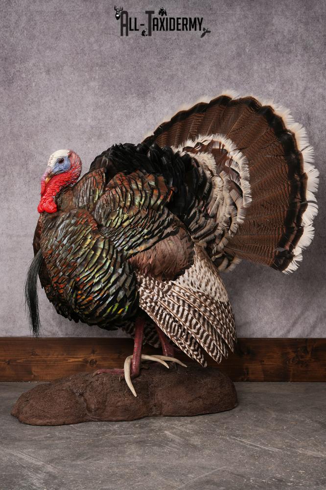 Merriam Turkey taxidermy mount SKU 2582