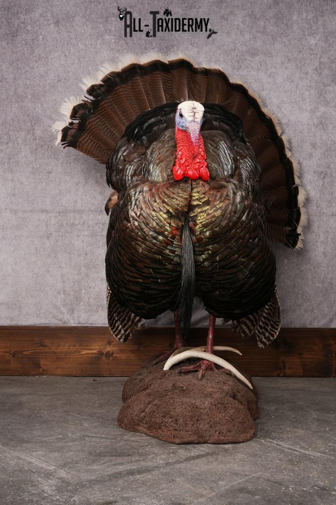 Merriam Turkey taxidermy mount SKU 2582 - Image 3