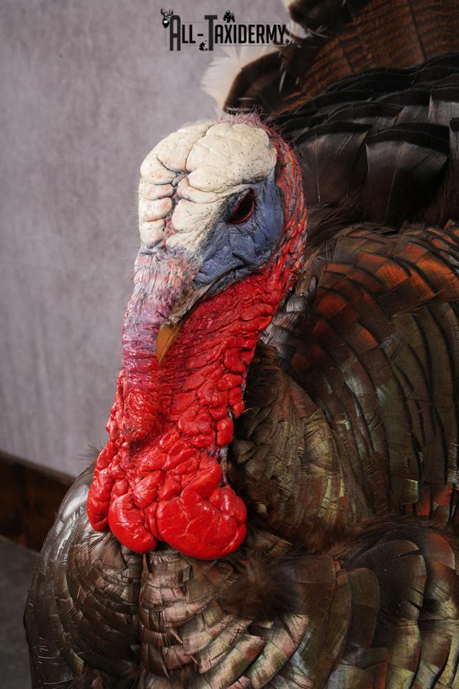 Merriam Turkey taxidermy mount SKU 2582 - Image 10