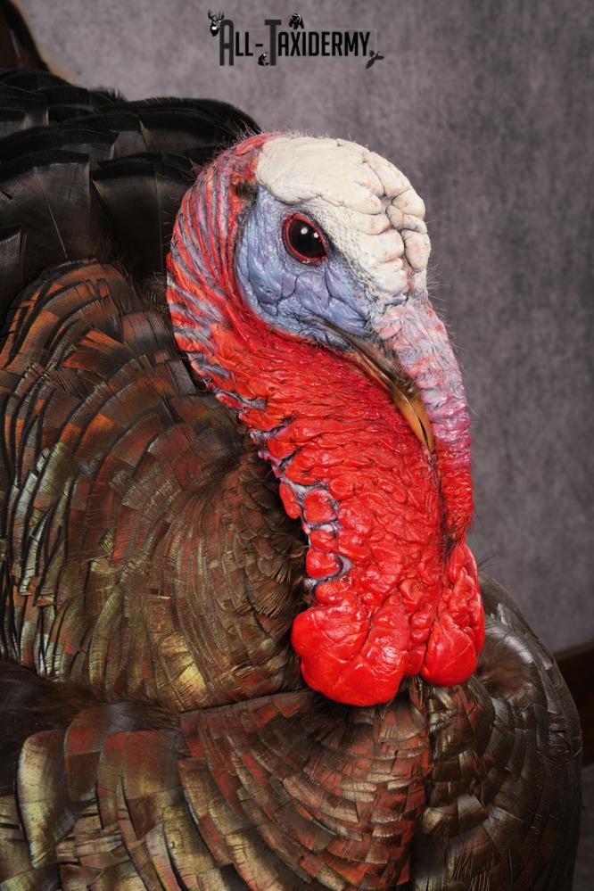 Merriam Turkey taxidermy mount SKU 2582 - Image 11