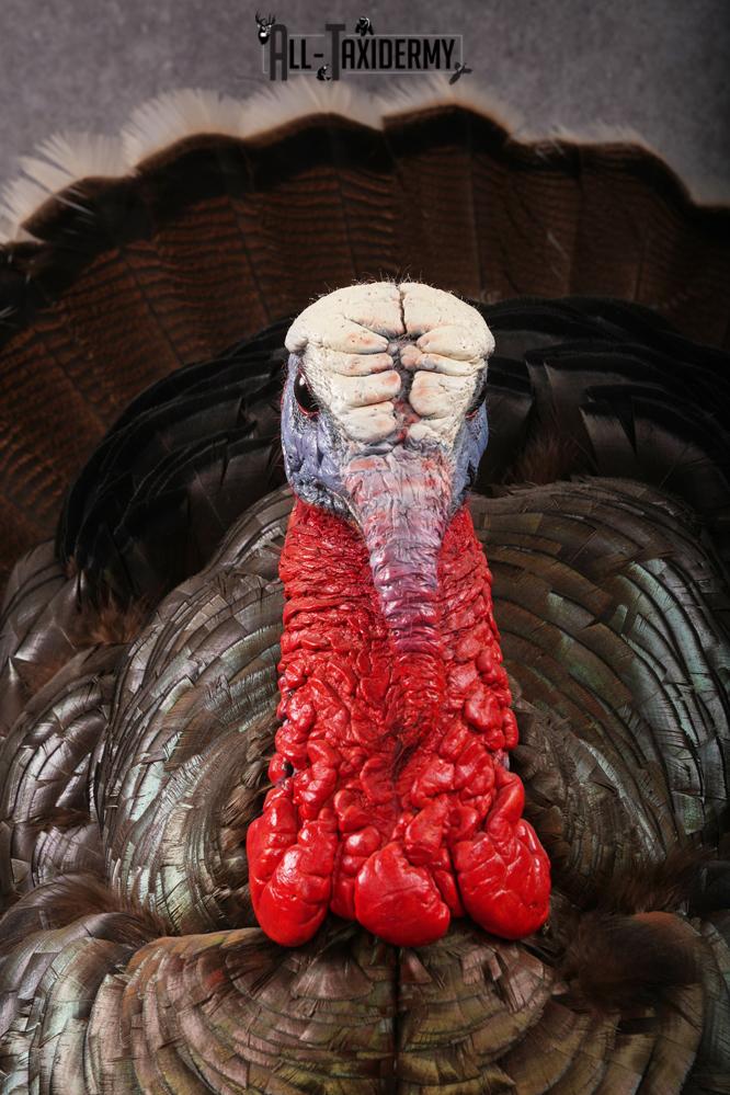 Merriam Turkey taxidermy mount SKU 2582 - Image 9