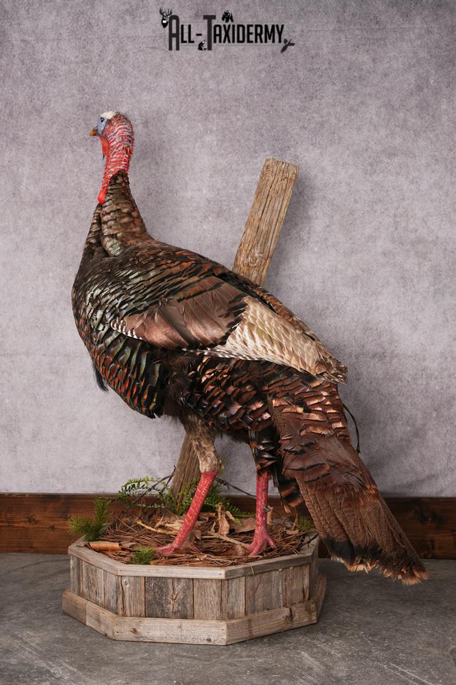 Osceola Turkey taxidermy mount SKU 2581 - Image 10
