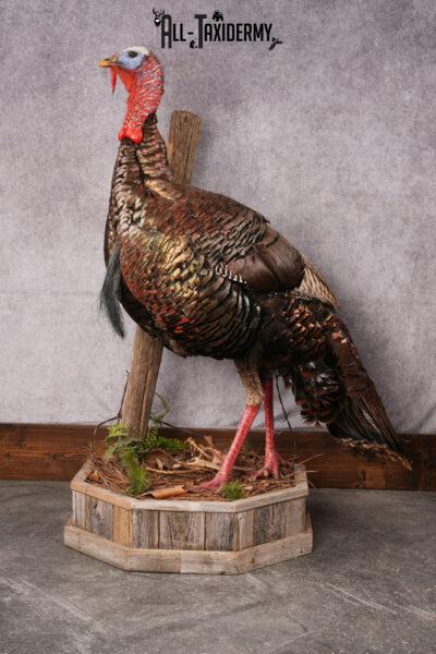 Osceola Turkey taxidermy mount SKU 2581