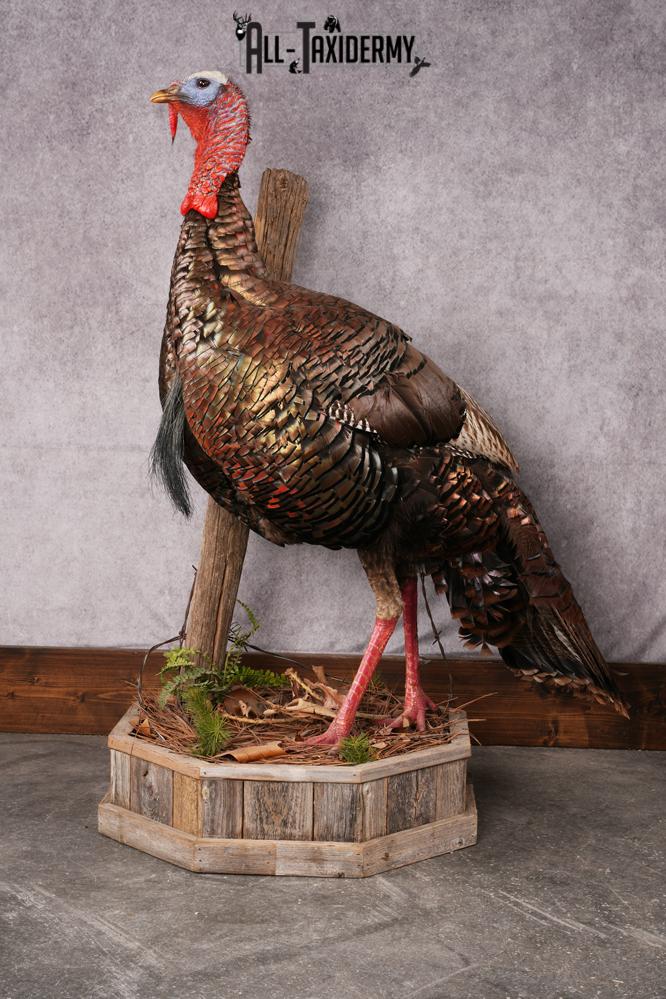 Osceola Turkey taxidermy mount SKU 2581