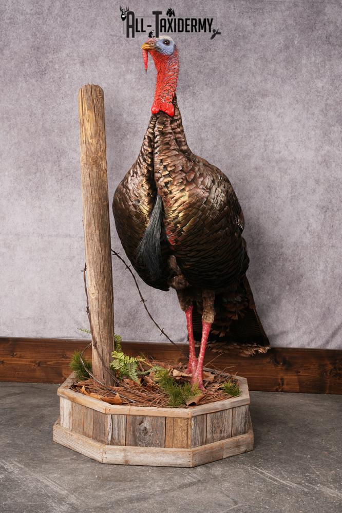 Osceola Turkey taxidermy mount SKU 2581 - Image 9