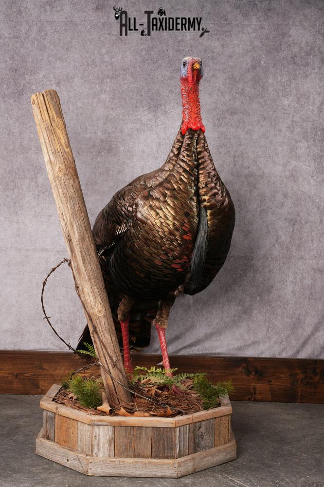 Osceola Turkey taxidermy mount SKU 2581 - Image 8