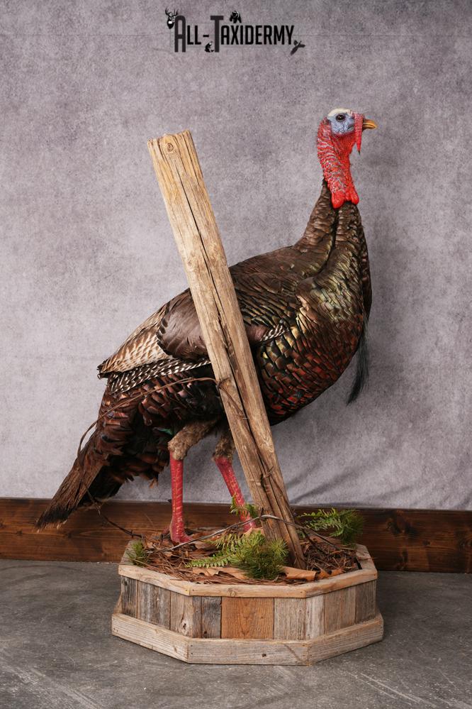 Osceola Turkey taxidermy mount SKU 2581 - Image 3