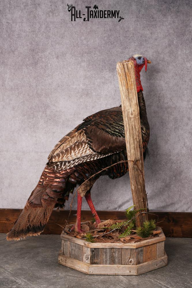 Osceola Turkey taxidermy mount SKU 2581 - Image 7