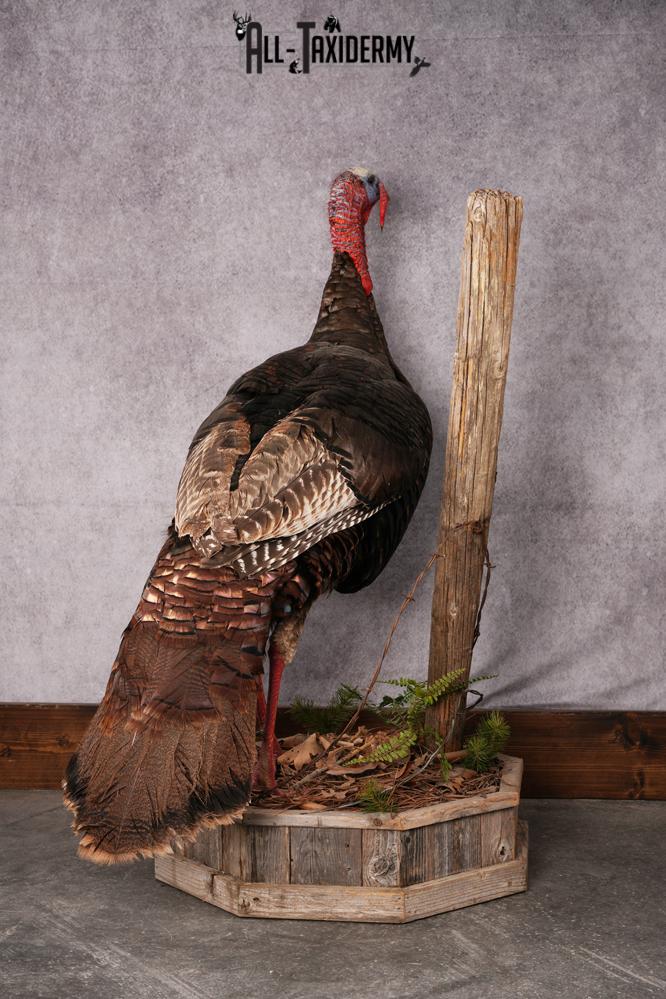 Osceola Turkey taxidermy mount SKU 2581 - Image 2