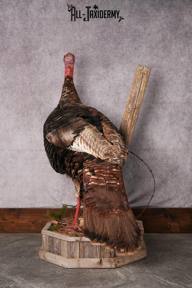 Osceola Turkey taxidermy mount SKU 2581 - Image 6