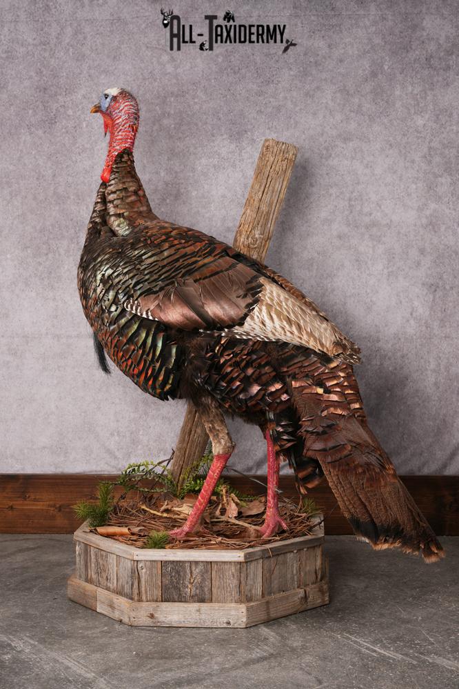 Osceola Turkey taxidermy mount SKU 2581 - Image 5