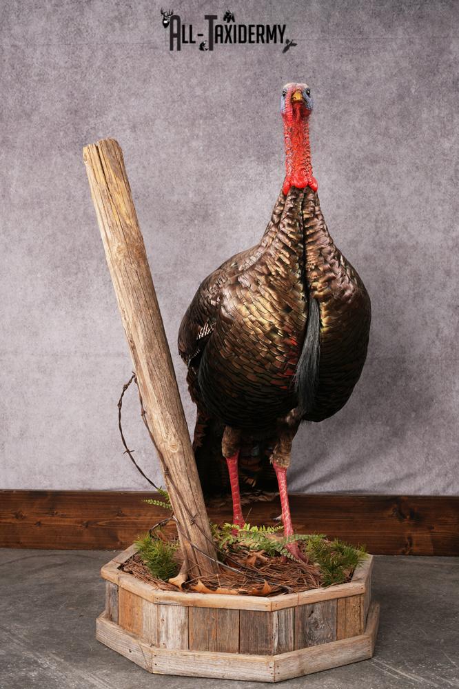Osceola Turkey taxidermy mount SKU 2581 - Image 4