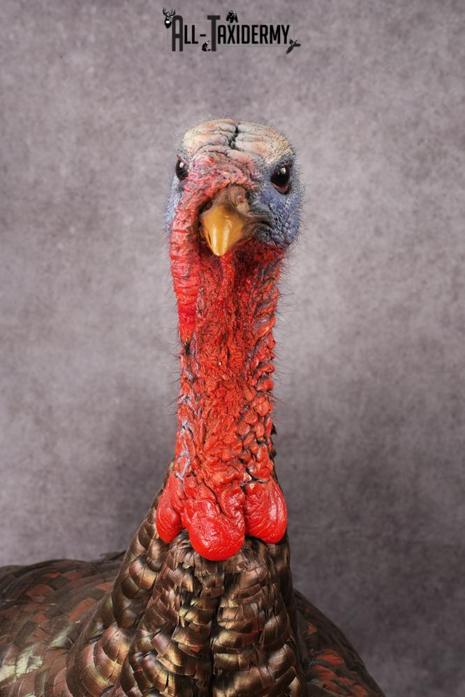 Osceola Turkey taxidermy mount SKU 2581 - Image 12