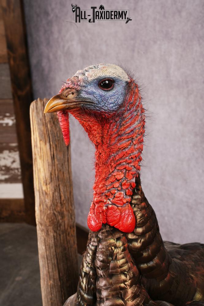 Osceola Turkey taxidermy mount SKU 2581 - Image 11