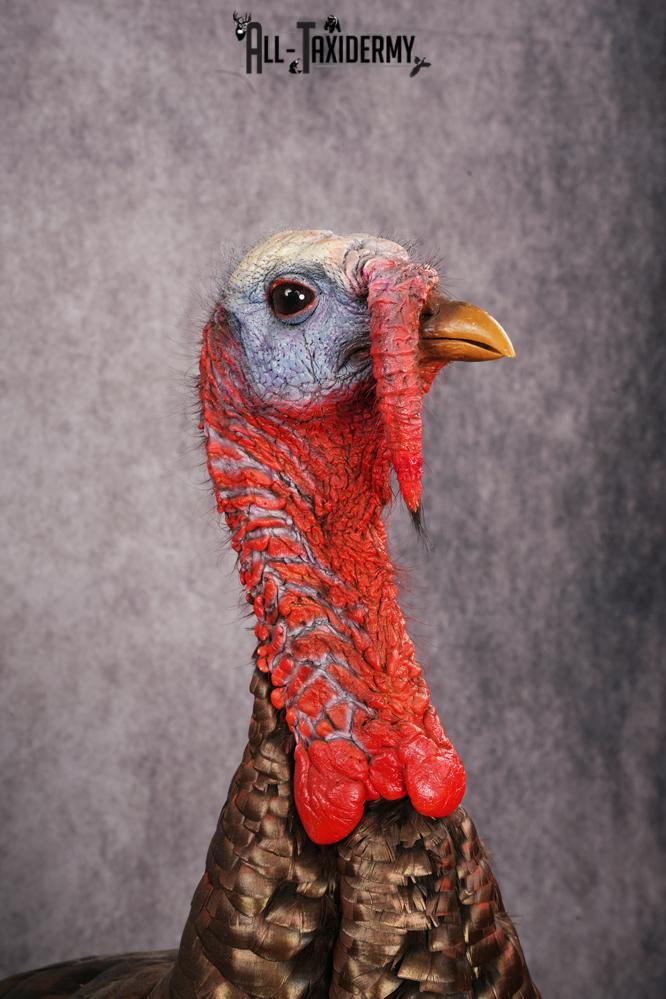 Osceola Turkey taxidermy mount SKU 2581 - Image 13