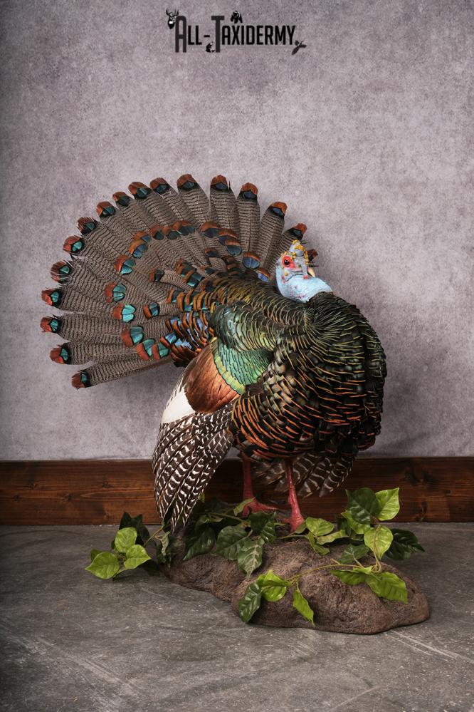 Oscellated Turkey taxidermy mount SKU 2579 - Image 2